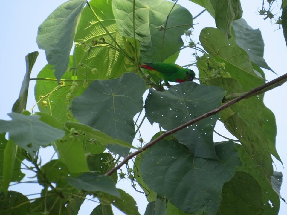 Batu Kapal Jungle Houses Otel Berastagi Dış mekan fotoğraf